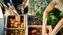 Zwei Menschen sortieren Gemüse in Kisten im Garten