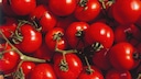 Mit Pilzen werden Tomaten in der Aufzucht aromatischer