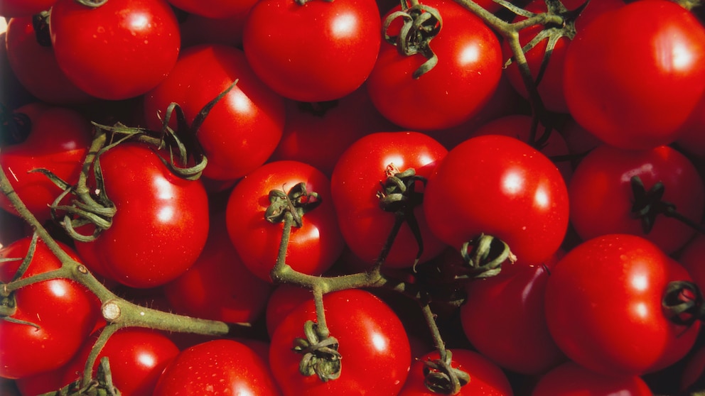 Mit Pilzen werden Tomaten in der Aufzucht aromatischer