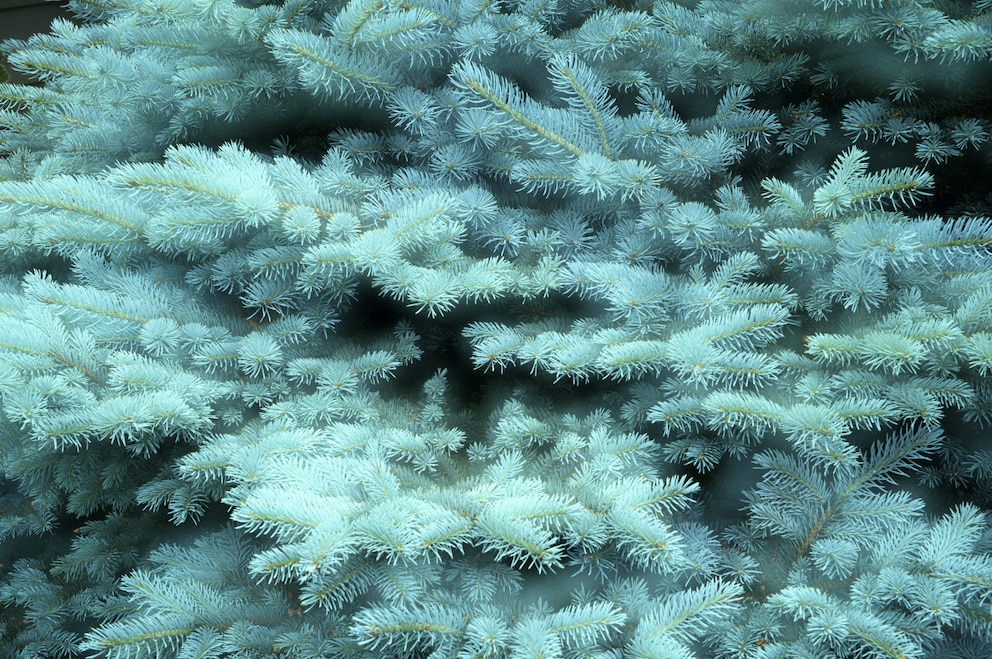 Nadelbäume Garten: Eine Blaufichte