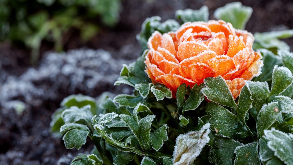 Pflanzen Winter Wasser: Ranunkel mit Frost