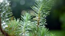 Nadelb&auml;ume Garten: Zweige eines Nadelbaums mit morgendlichem Tau