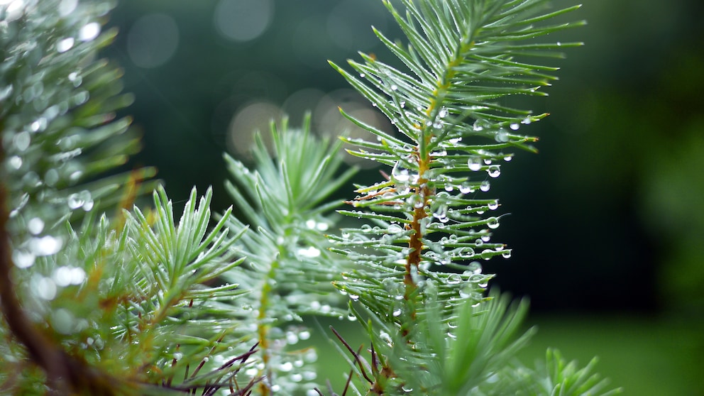 Nadelbäume Garten: Zweige eines Nadelbaums mit morgendlichem Tau