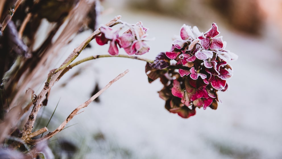 Pflanzen retten, die einen Frostschaden haben