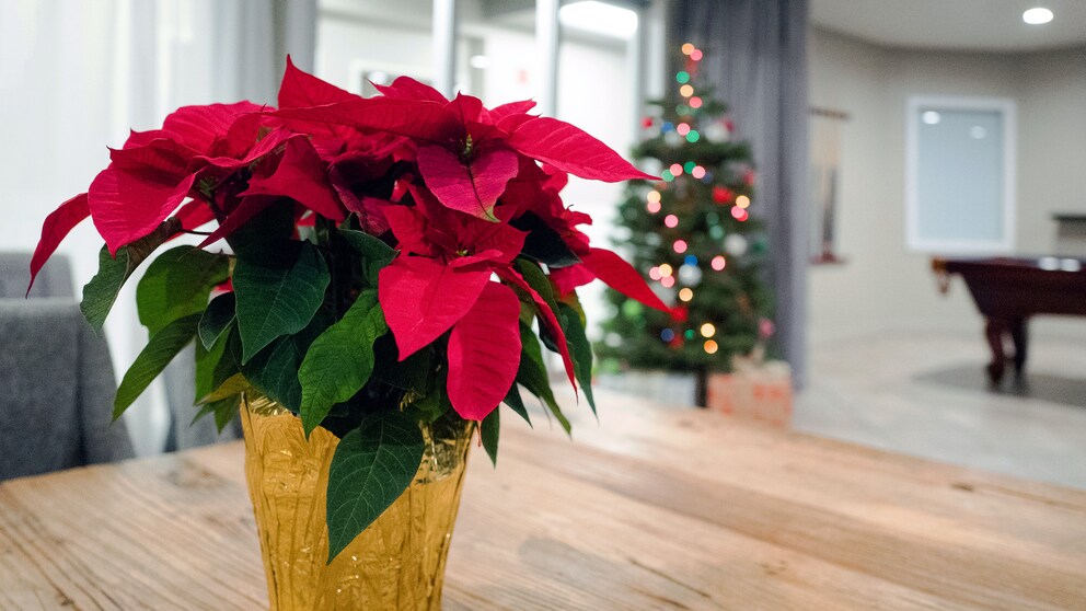 Weihnachtsstern