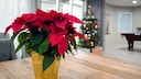 Weihnachtsstern