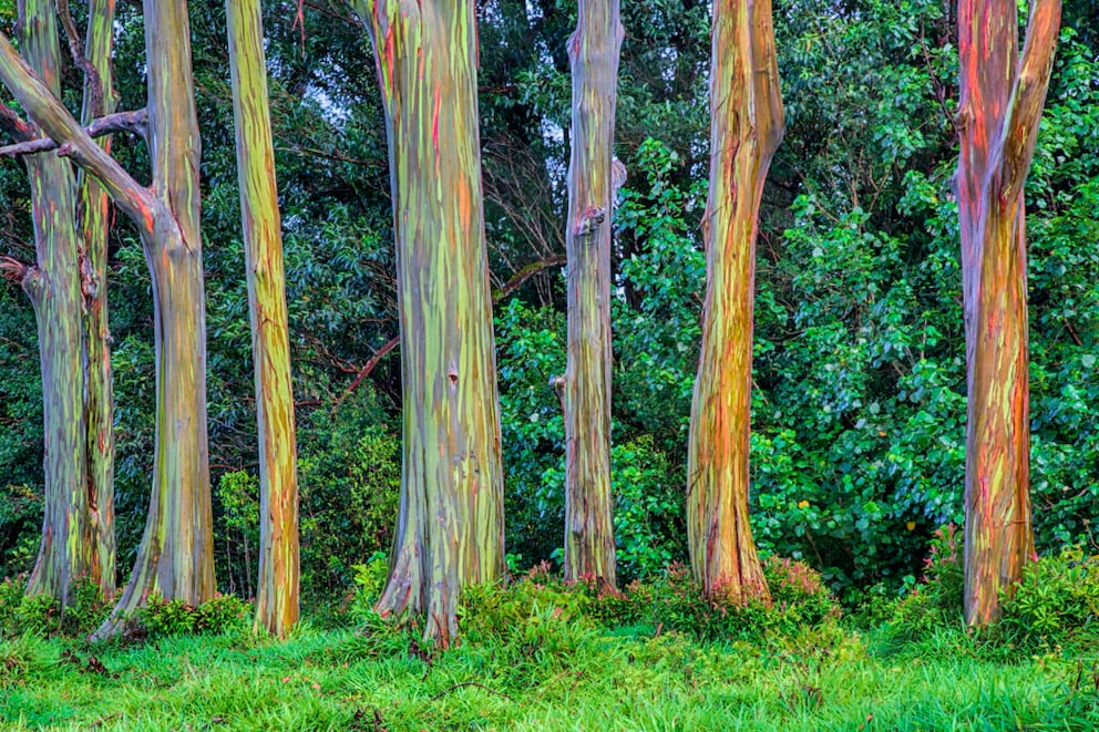 Regenbogenbaum anpflanzen und pflegen  Tipps - myHOMEBOOK
