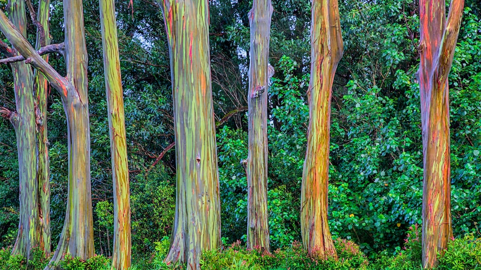 Regenbogen-Baum: Baumstämme in Regenbogenfarben