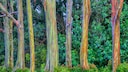 Regenbogen-Baum: Baumstämme in Regenbogenfarben