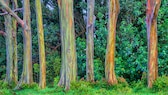 Regenbogen-Baum: Baumstämme in Regenbogenfarben