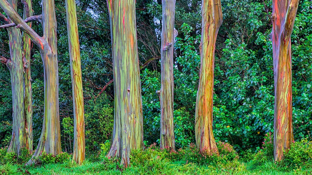 Regenbogen-Baum: Baumstämme in Regenbogenfarben