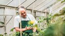 Ein &auml;lterer Mann untersucht Pflanzen
