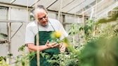 Ein älterer Mann untersucht Pflanzen