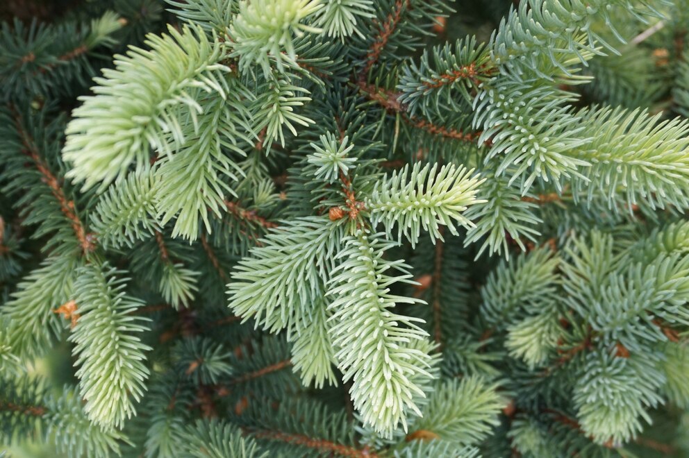 Nadelbäume Garten: Schöne grüne Nadeln eines Nadelbaums