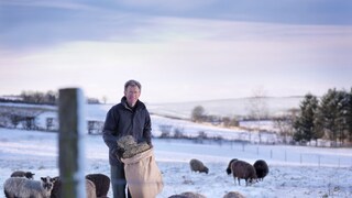 Ein Mann füttert Schafe auf einer verschneiten Weide mit Heu aus einem Sack.