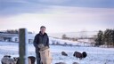 Ein Mann füttert Schafe auf einer verschneiten Weide mit Heu aus einem Sack.