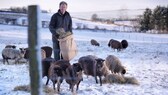 Ein Mann füttert Schafe auf einer verschneiten Weide mit Heu aus einem Sack.