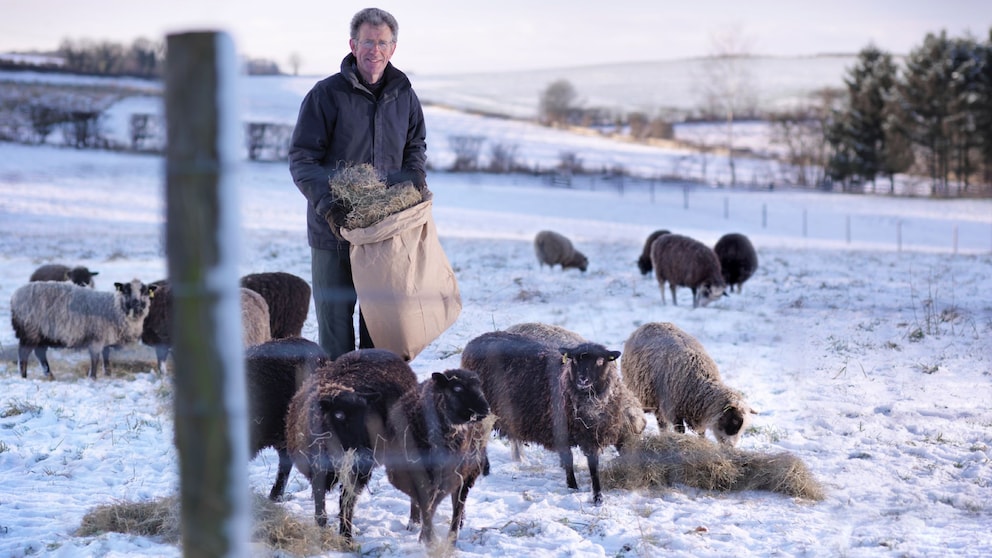 Ein Mann füttert Schafe auf einer verschneiten Weide mit Heu aus einem Sack.