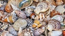 Mulch aus Muscheln: Viele bunte und unterschiedliche Muscheln