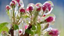 Obstbäume vor Frost schützen: Gefrorene Apfelblüten