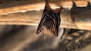 Fledermaus hängt an einem Holzbalken mit geöffneten Augen