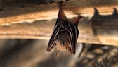 Fledermaus hängt an einem Holzbalken mit geöffneten Augen