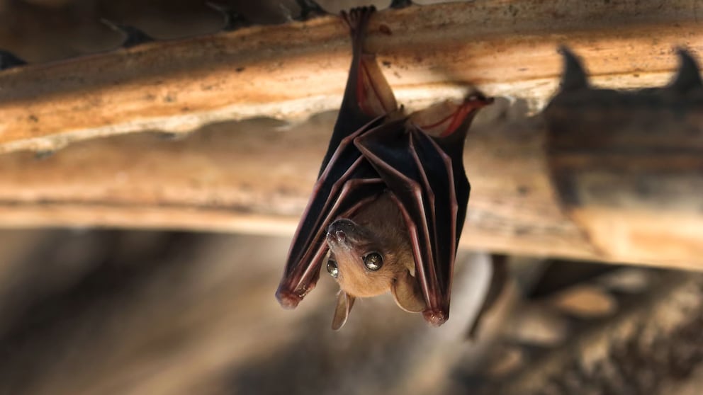 Fledermaus hängt an einem Holzbalken mit geöffneten Augen