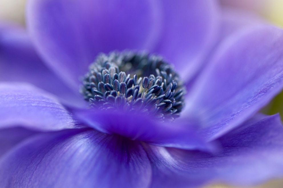 Anemone coronaria