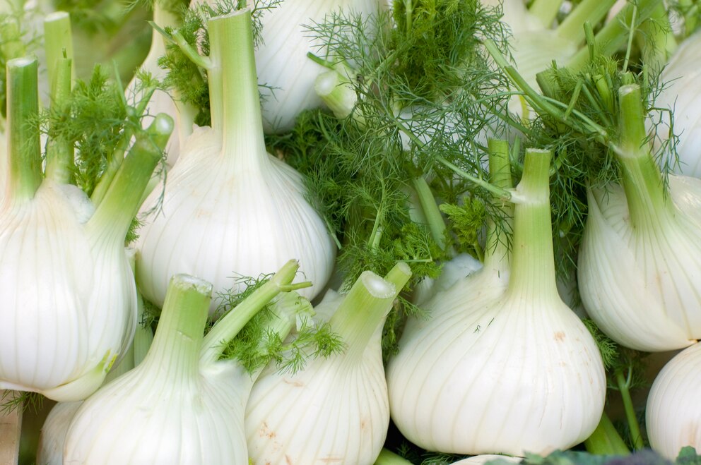 Fenchel anpflanzen, um Tee ernten zu können