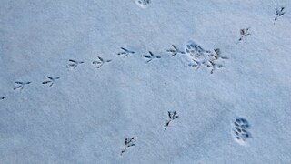 Schneespuren von Tieren im Garten