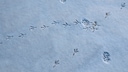 Schneespuren von Tieren im Garten