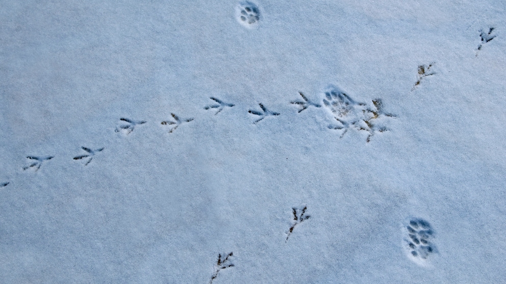 Schneespuren von Tieren im Garten