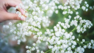 Schafgarbe: Eine Hand hält einen Zweig Schafgarbe mit einem roten Marienkäfer auf der weißen Blüte