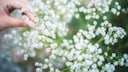 Schafgarbe: Eine Hand hält einen Zweig Schafgarbe mit einem roten Marienkäfer auf der weißen Blüte