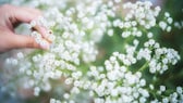 Schafgarbe: Eine Hand hält einen Zweig Schafgarbe mit einem roten Marienkäfer auf der weißen Blüte