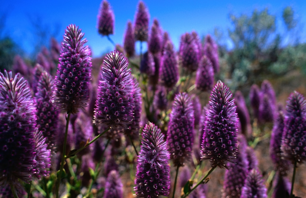 Die leuchtenden Blüten des Haarschöpfchens