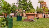 Garten-Trends für 2021