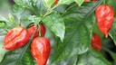 Chili Solarzellen: Rote Chili-Schoten am Strauch
