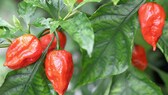 Chili Solarzellen: Rote Chili-Schoten am Strauch