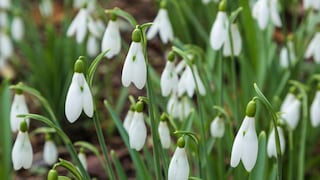 Schneeglöckchen richtig pflegen – Tipps