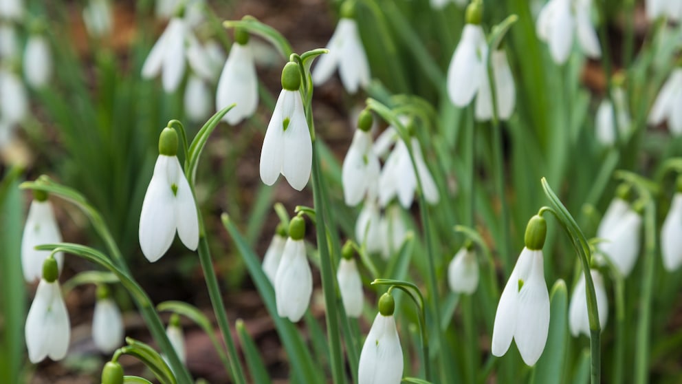 Schneeglöckchen richtig pflegen – Tipps