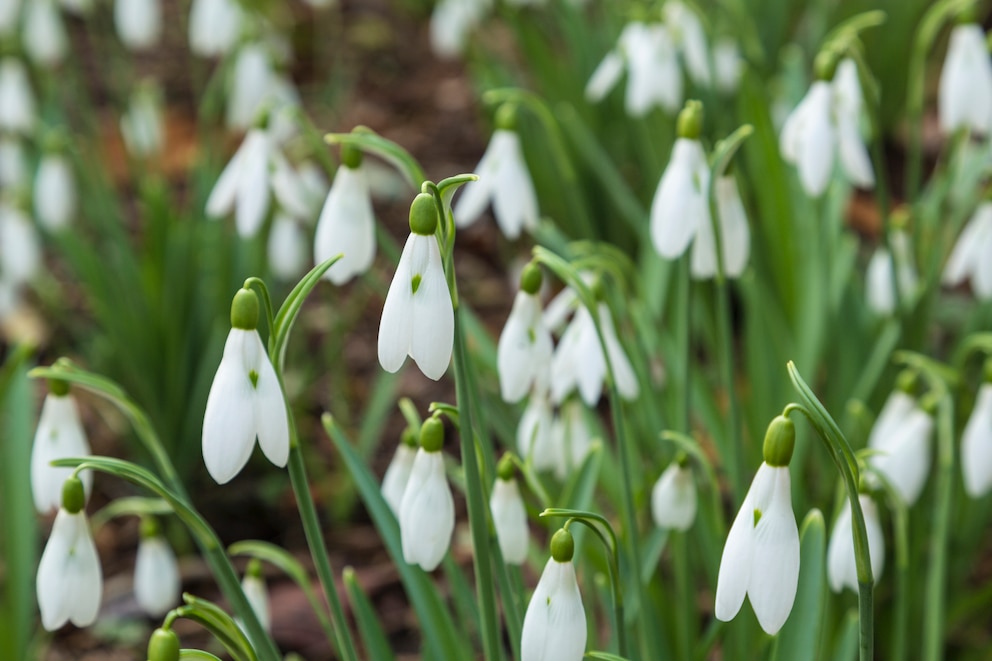 Schneeglöckchen richtig pflegen – Tipps