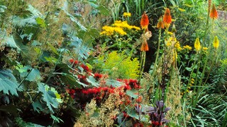 Mixed Borders: Eine gemischte Rabatte mit farblich abgestimmten Stauden und Sommerblumen