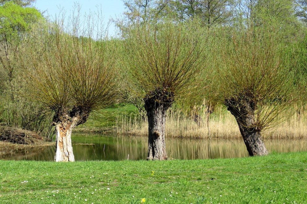 Kopfweiden brauchen im Vorfrühling einen Schnitt