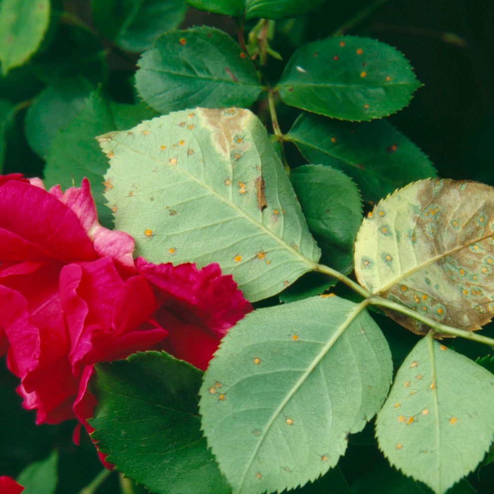 Eine häufige Erkrankung bei Rosen ist Rosenrost