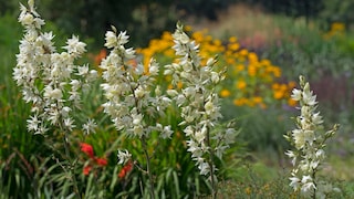 Yucca-Palme: Yucca-Palme im Garten mit weißen Blütenglocken