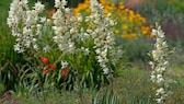 Yucca-Palme: Yucca-Palme im Garten mit weißen Blütenglocken