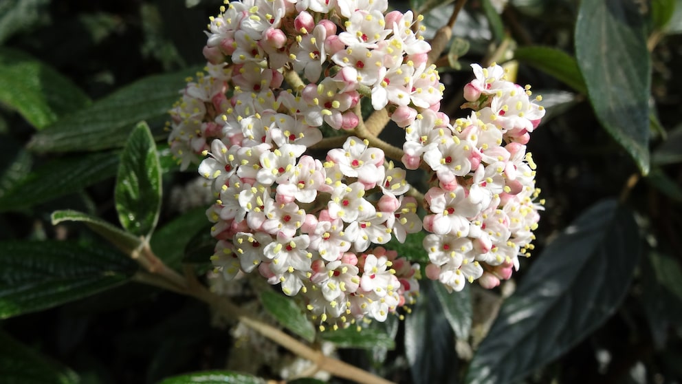 Pflanzen, die für Lärmschutz im Garten sorgen