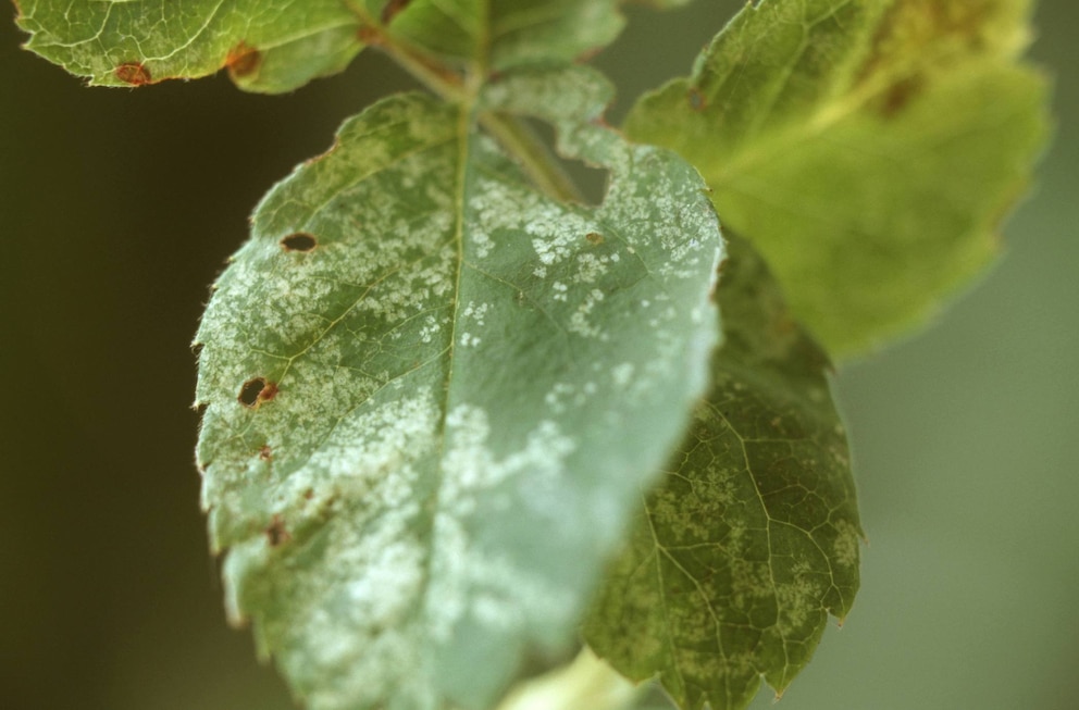 Rosenzikaden treten häufig an Rosen auf