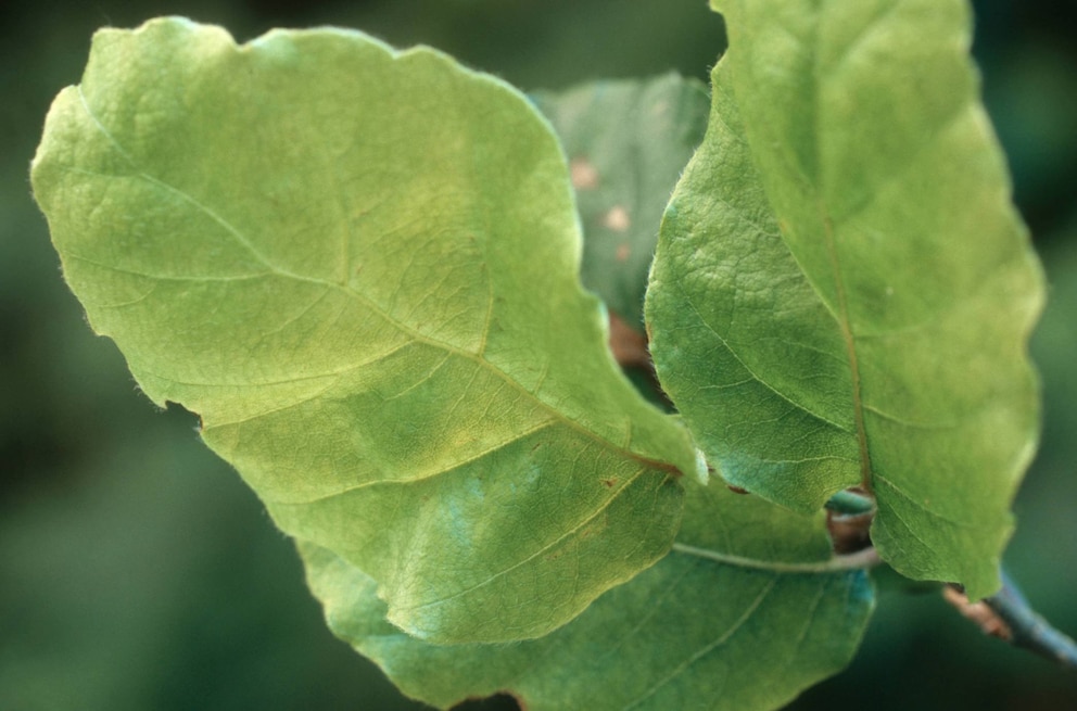 Chlorose tritt an vielen Pflanzen auf